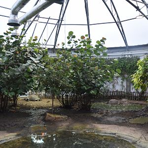 Galapagos Tortoise Enclosure at London, 22nd June 2024