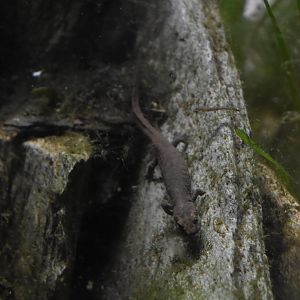 Sardinian Brook Salamander at London, 22nd June 2024