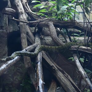 Mangshan Pitviper Enclosure in New Reptile House at London, 22nd June 2024