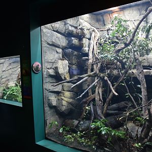 Exhibits in New Reptile House at London, 22nd June 2024