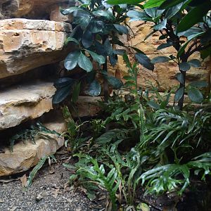 Round Island (Telfair's) Skink Enclosure in the New Reptile House at London, 22nd June 2024
