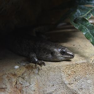 Round Island (Telfair's) Skink at London, 22nd June 2024