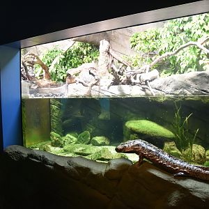 Chinese Giant Salamander Enclosure in New Reptile House at London, 22nd June 2024