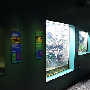 Exhibits in New Reptile House at London, 22nd June 2024