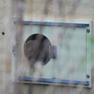 Small Indian Mongoose at London, 22nd June 2024