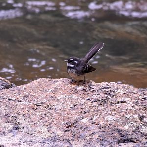 Grey Fantail