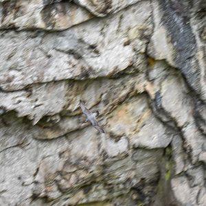 Peregrine Falcon at Mount Hypipamee Crater