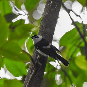 Pied Monarch