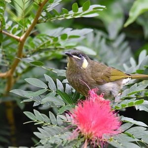 Lewin's Honeyeater