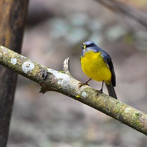 Eastern Yellow Robin