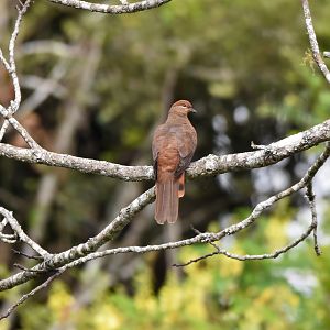 Brown Cuckoo-Dove