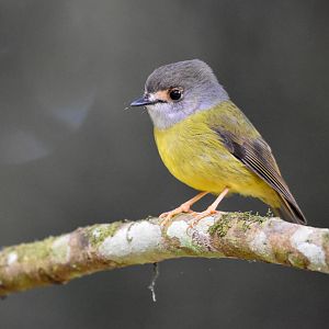 Pale-Yellow Robin