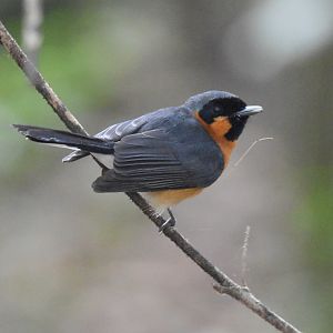 Spectacled Monarch
