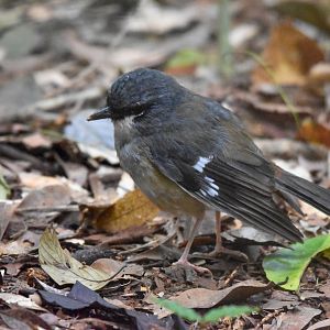 Grey-headed Robin