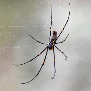Giant Golden Orbweaver