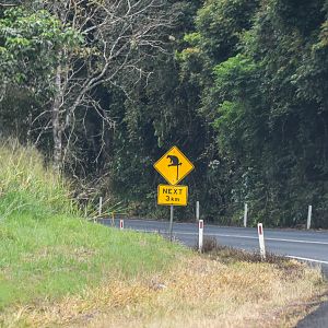 Tree kangaroo road sign