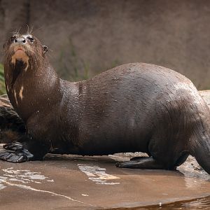 Rosario the Giant Otter