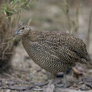 Madagascar Partridge (Margaroperdix madagarensis)