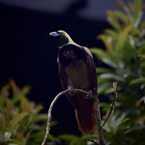 Raggiana Bird-of-Paradise (Paradisaea raggiana)