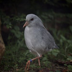 Kagu (Rhynochetos jubatus)