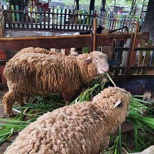 Batur Sheep (Ovis aries) - Taru Jurug Zoo