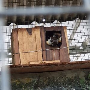 Black Giant Squirrel (Ratufa bicolor) - Taru Jurug Zoo