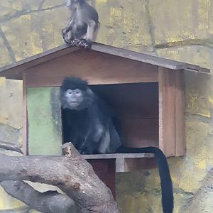 Javan Lutung (Trachypithecus auratus) - Taru Jurug Zoo