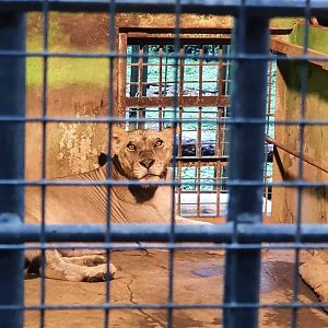 Lion (Panthera leo) - Taru Jurug Zoo