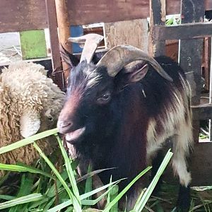 Domestic Goat (Capra aegagrus) - Taru Jurug Zoo