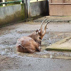 Sitatunga (Tragelaphus spekii) - Taru Jurug Zoo
