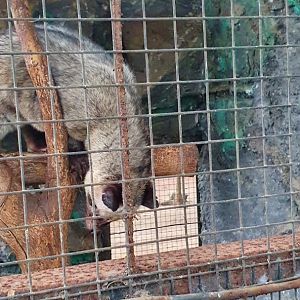 Asian Palm Civet (Paradoxurus hermaphroditus) - Taru Jurug Zoo