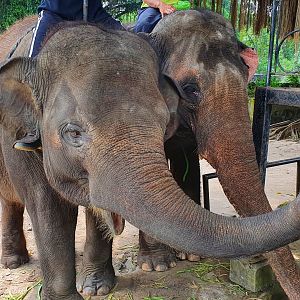 Sumatran Elephant (Elephas maximus sumatranus) - Taru Jurug Zoo