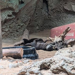 Asian Small-clawed Otters