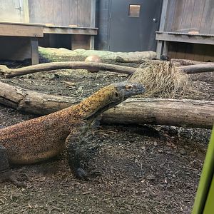 Komodo Dragon at the Greensboro Science Center