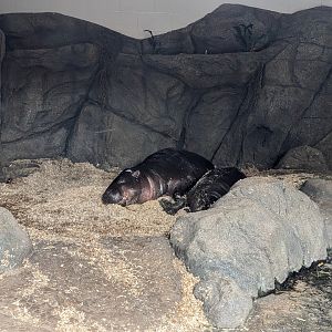 Pygmy Hippos at the Greensboro Science Center