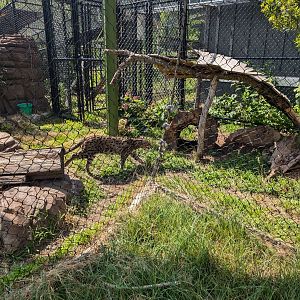 Fishing Cat at the Greensboro Science Center
