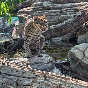 Fishing Cat at the Greensboro Science Center