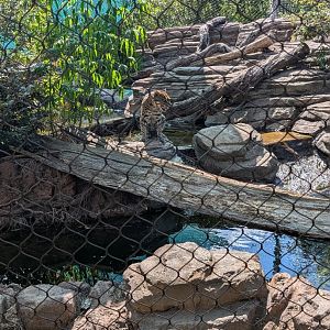 Fishing Cat at the Greensboro Science Center