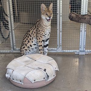 Servel at the Greensboro Science Center