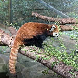 Red Panda at the Greensboro Science Center