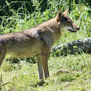 Red Wolf (Canis rufus)
