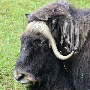 Muskox (Ovibos moschatus) "Charlotte"