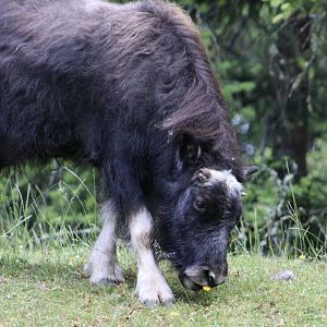 Muskox (Ovibos moschatus) "Willow"