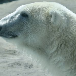 Polar Bear (Ursus maritimus)