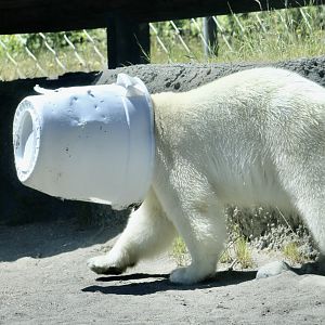 Polar Bear (Ursus maritimus) enrichment