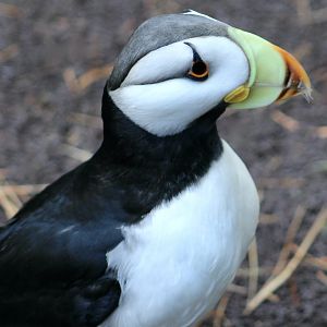 Horned Puffin (Fratercula corniculata)