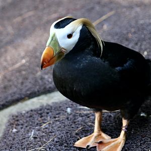 Tufted Puffin (Fratercula cirrhata)