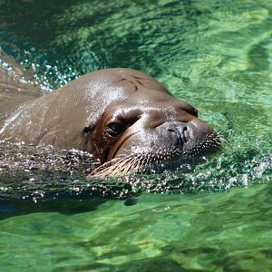 Pacific Walrus (Odobenus rosmarus divergens)