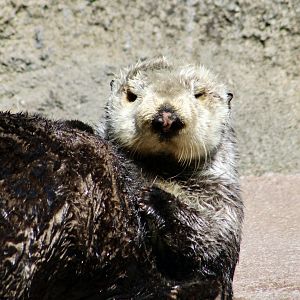 Southern Sea Otter (Enhydra lutris nereis) "Moea"