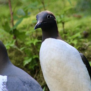 Common Murre (Uria aalge)